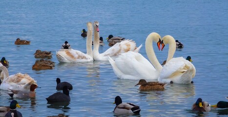 Birds of Europe. Mute swan (Cygnus olor), gulls and ducks - wintering waterfowl in the Black Sea © Oleg Kovtun