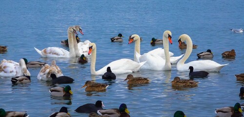 Birds of Europe. Mute swan (Cygnus olor), gulls and ducks - wintering waterfowl in the Black Sea