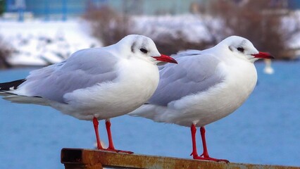 The black-headed gull (Larus (Chroicocephalus) ridibundus). Birds of Ukraine