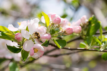 Spring blossom: branch of a blossoming apple tree on garden background - selective focus, space for text