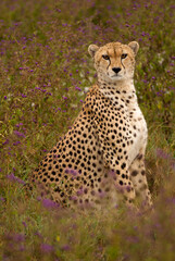 Cheetah (Acinonyx jubatus)  (Safari in Ngorongoro Conservation Area)
