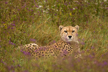Fototapeta na wymiar Cheetah (Acinonyx jubatus) (Safari in Ngorongoro Conservation Area)