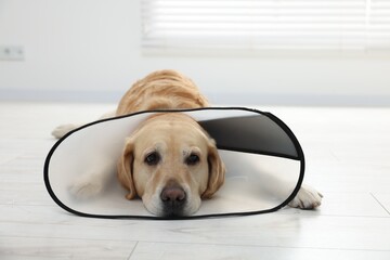 Sad Labrador Retriever with protective cone collar lying on floor indoors - obrazy, fototapety, plakaty