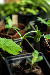 young shoots in the pots