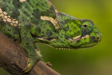 Chameleon in Lake Manayara National Park