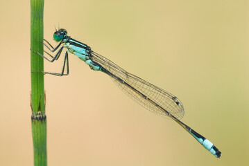 Damselfly (Zygoptera) resting on the grass