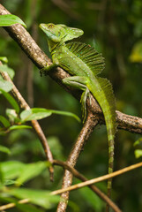 Green common basilisk (Basiliscus basiliscus)