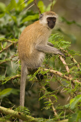 Vervet monkey (Chlorocebus pygerythrus) on the African sabannah (Safari in Lake Manyara National Park)
