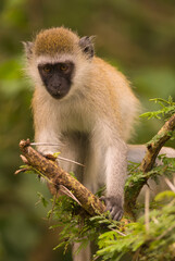 Vervet monkey (Chlorocebus pygerythrus) on the African sabannah (Safari in Lake Manyara National Park)
