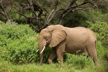 African elephant (Loxodonta) on the African sabannah (Safari in Lake Manyara National Park) © Daniel Jara