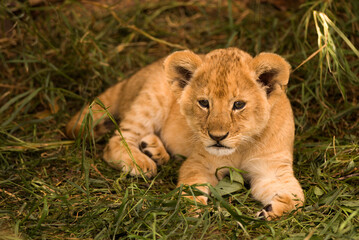 Lion (Panthera leo) on the African sabannah (Safari in Serengeti National Park)