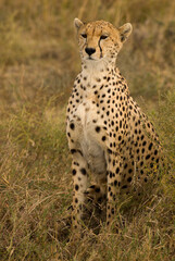Cheetah (Acinonyx jubatus) on the African sabannah (Safari in Serengeti National Park)