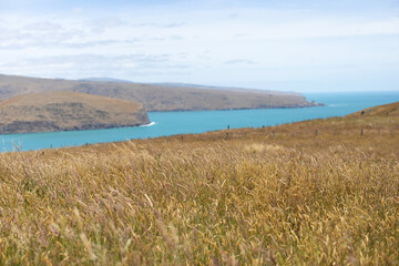 Landscape on a meadow and a bay of the Pacific Ocean in New Zealand. The concept of travel