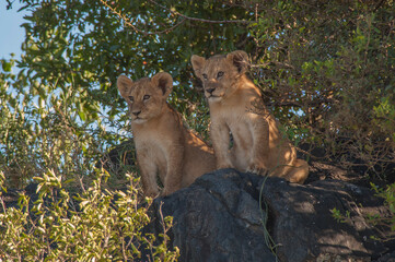 Lion cubs (Panthera leo) in Serengeti National Park (African savannah safari)