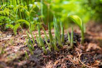 Young growing Hosta plants in early Spring