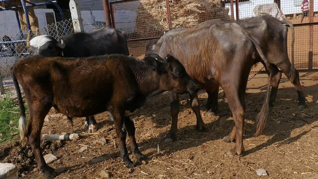 Closeup of a water buffalo or murrah buffalo at a cattle shelter