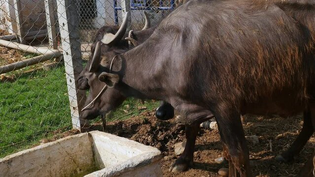 Closeup of a water buffalo or murrah buffalo at a cattle shelter