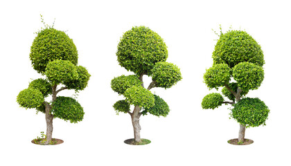 Collection Pruning trees, ornamental plants trees and bonsai of shrubs or bushes for garden decoration. (bush, shrub) On white background. (png) Total 3 trees.