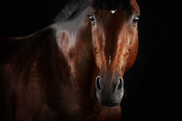 Portrait horse black backgrond