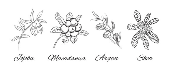 Hand drawn cosmetic plants collection. Jojoba and macadamia branches. Argan and shea plant parts on white background. Vector illustration.