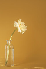 Minimalist spring still life with tulip on mustard yellow background