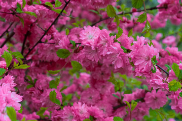 Selective focus. Sakura. Spring floral background.