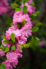 Selective focus. Sakura. Spring floral background.