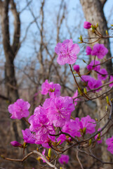 Selective focus. Rhododendron. Spring floral background.
