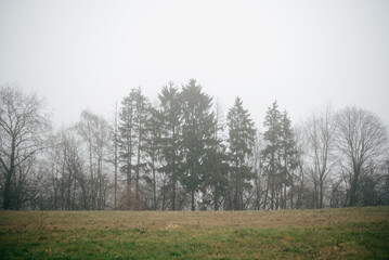 trees on a foggy morning