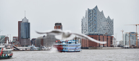 blurred seagull flying over river Elbe in front of Hamburg skyline with Elbphilharmonie in the...