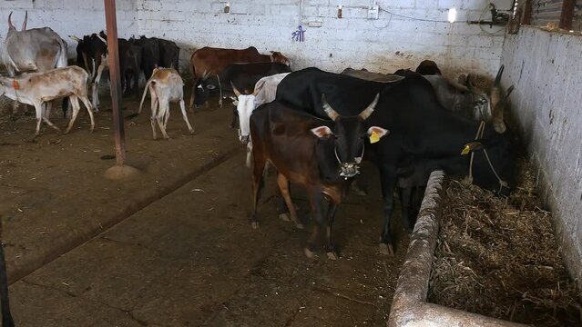 A herd of cattle or a group of cattle eating inside a barn or cowshed