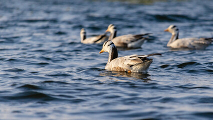 migratory birds