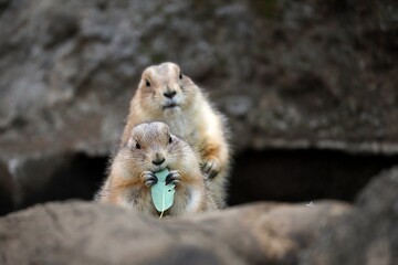 葉を食べるプレーリードッグ
