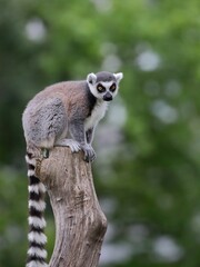 木に登ったワオキツネザル