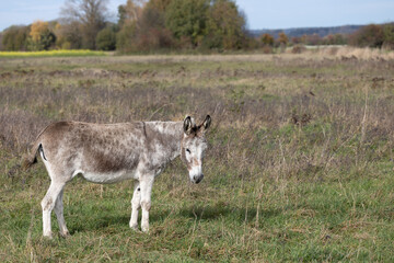 Naklejka na ściany i meble Donkey standing in wide, wild landscape, Equus africanus asinus