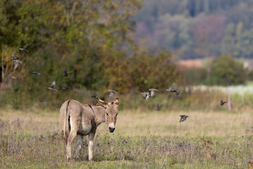 Naklejka na ściany i meble Donkey grazing in wide landscape with other animals, Equus africanus asinus