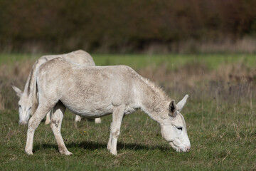 White donkeys grazing in a wild meadow, Equus africanus asinus