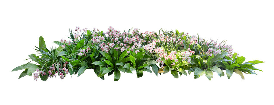 Tropical plant orchid flower bush shrub tree isolated on white background with clipping path © Rungsan