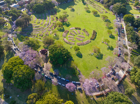 Aerial view of a lark park surrounded by jacaranda trees