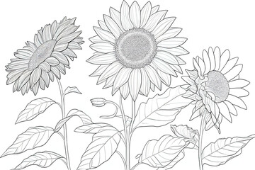 Monochrome coloring page depicting sunflower on white background. Generative AI