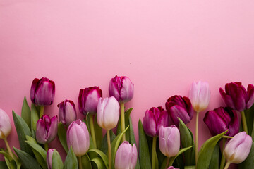 Pink and lilac tulips spread out on a pink background copy space
