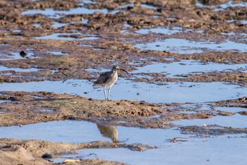 Curlew seabird, Numenius phaeopus, foraging among the puddles on the shore of a brown rock beach.  Tenerife, Canary Islands, Spain