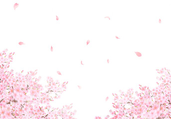 美しく華やかな花びら舞い散る春の桜の白バックフレーム背景素材 © MerciArtworks