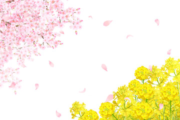 菜の花と美しく華やかな花びら舞い散る春の桜の白バックフレーム背景素材 - obrazy, fototapety, plakaty