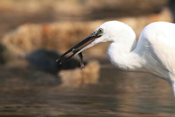 Obraz premium great blue heron