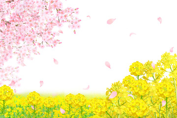 菜の花と美しく華やかな花びら舞い散る春の桜の白バックフレーム背景素材