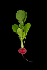 red ripe radish with green leaves isolated on a black background with clipping path