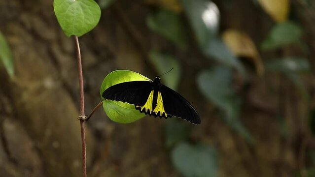 Closeup of beautiful batterfly flying around