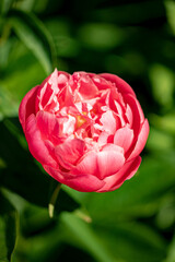 peony in the spring garden