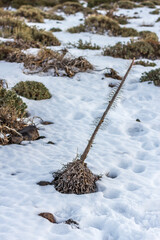 Snowy Teide National Park, with broom and other native plants of the area, at sunset. Volcanic...